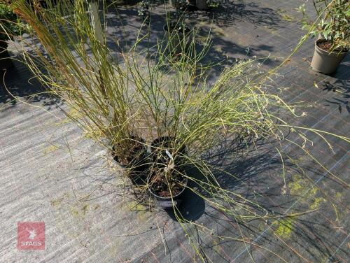 3 X SPARTIUM JUNCEUM SPANISH BROOM