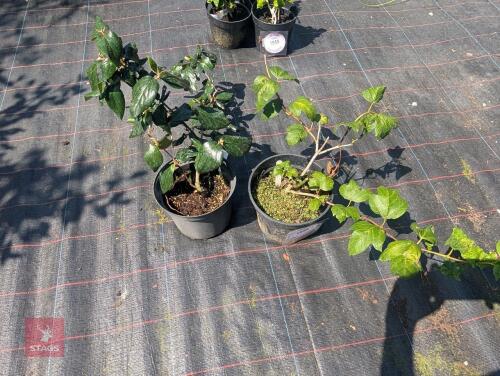 2 X MIXED PLANTS