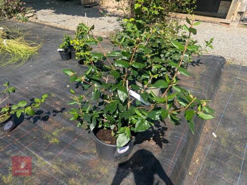 1 X VIBURNUM X BURKWOODII ANNE RUSSELL