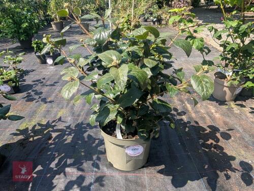 1 X VIBURNUM X CARLCEPHALUM