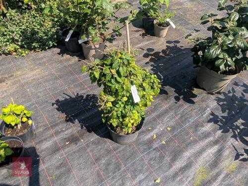 1 X STYRAX JAPONICA