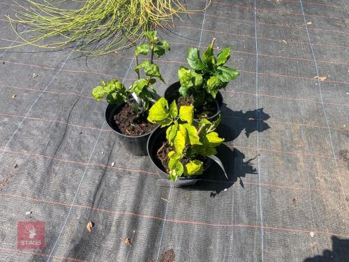 3 X HIBISCUS SYRIACUS WOODBRIDGE