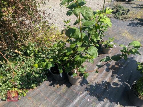 2 X VIBURNUM OPULUS STERILES