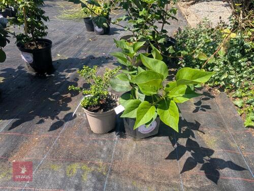 2 X MIXED PLANTS