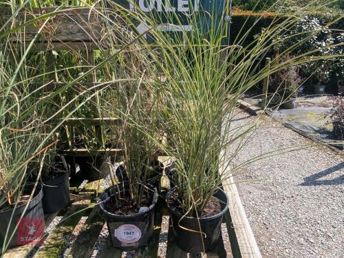 4 X MISCANTHUS MORNING LIGHT