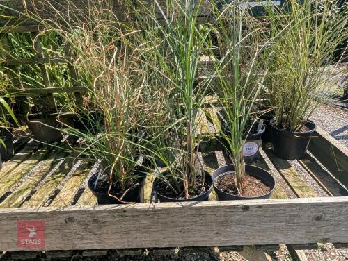 3 X MISCANTHUS INDIA SUMMER