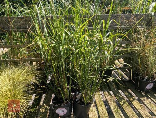 6 X HAKONECHLOA MACRA AUREOLA