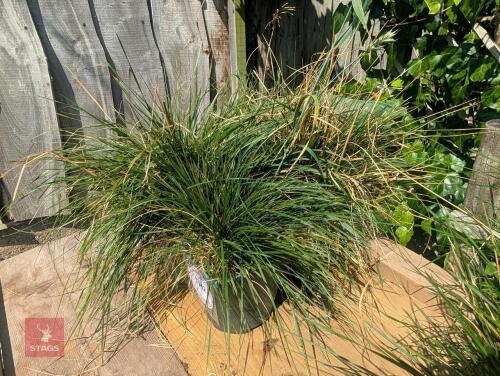 4 X DESCHAMPSIA CESPITOSA