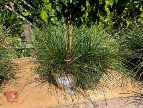 4 X DESCHAMPSIA CESPITOSA