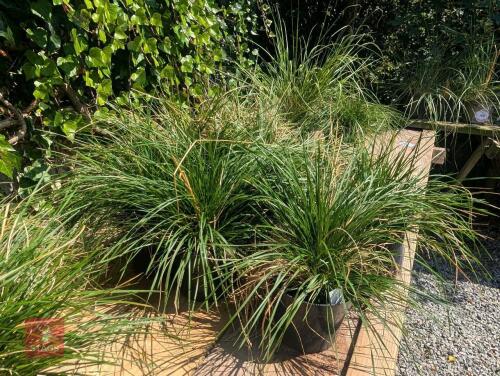6 X DESCHAMPSIA CESPITOSA