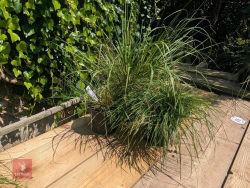 3 X MIXED GRASSES
