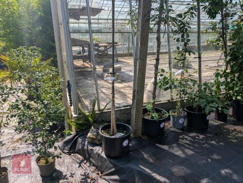 1 X SOPHORA JAPONICA