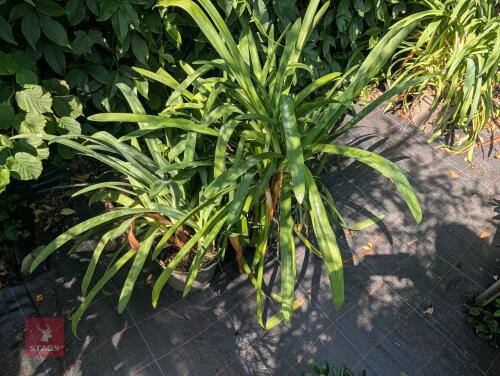 2 X AGAPANTHUS