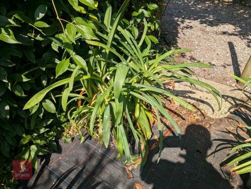 2 X AGAPANTHUS