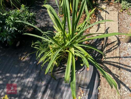 4 X AGAPANTHUS