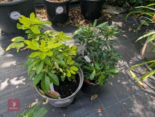 2 MIXED PLANTS