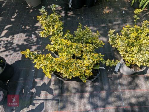 4 X EUONYMUS FORTUNEI EMERALD AND GOLD