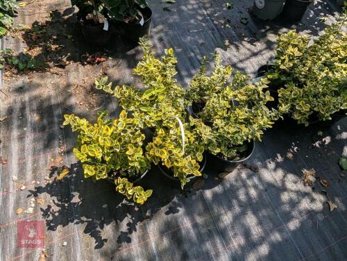 5 X EUONYMUS FORTUNEI EMERALD AND GOLD
