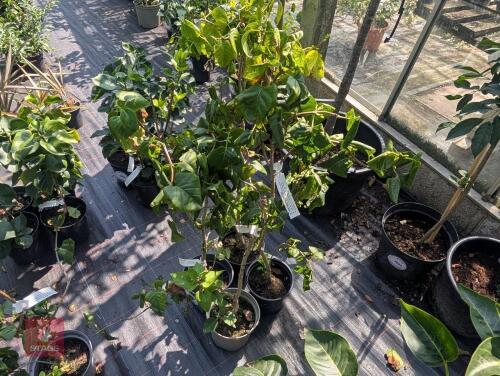 4 X SYRINGA VULGARIS MME LILAC