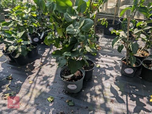 3 X MIXED PLANTS