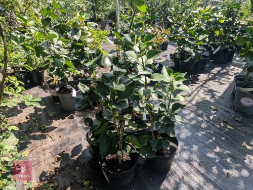 4 X SYRINGA PRESIDENT GREY LILAC