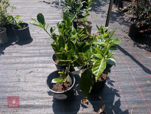 4 X AUCUBA JAPONICA ROZANNIE