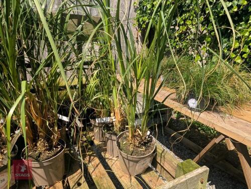 3 X CORTADERIA ROSEA PAMPAS GRASS