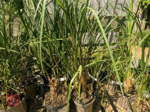 4 X CORTADERIA ROSEA PAMPAS GRASS