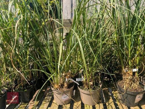 4 X WHITE FEATHER PAMPAS GRASS