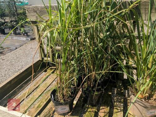 5 X MISCANTHUS SINENSIS ZEBRINUS