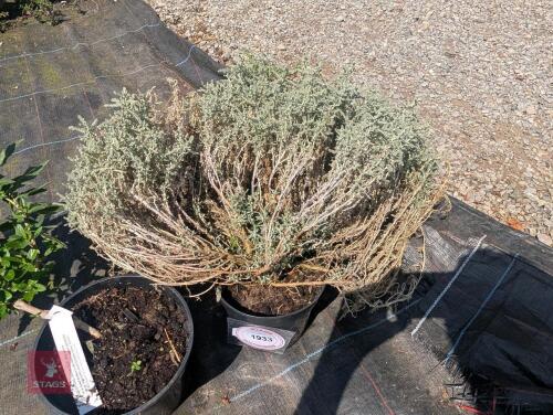 2 X MIXED PLANTS