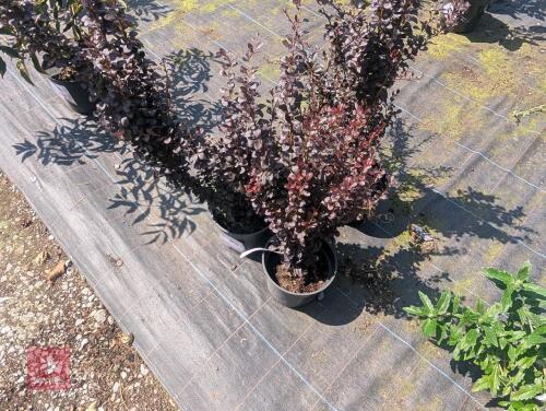4 X BERBERIS THUNBURGII