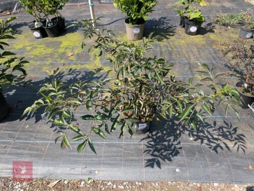 1 X SAMBUCUS BLACK LEAVES