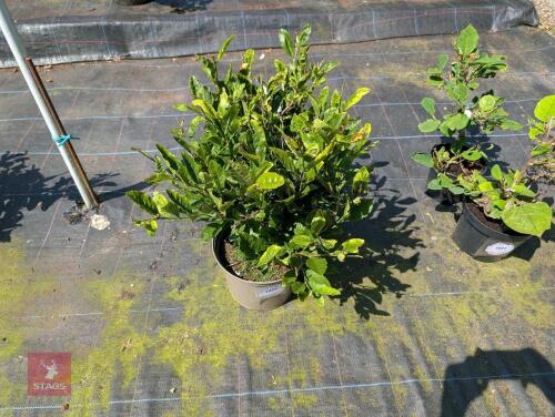 2 X MAGNOLIA STELLATAS ROYAL STAR