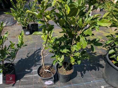 2 X MAGNOLIA STELLATA ROYAL STAR
