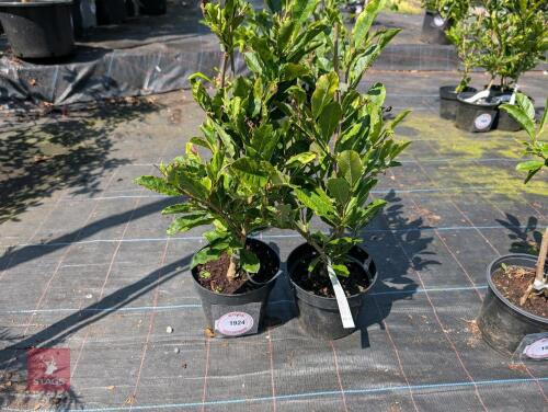 2 X MAGNOLIA STELLATA ROYAL STAR