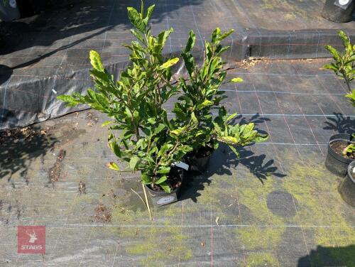 3 X MAGNOLIA STELLATA ROYAL STAR