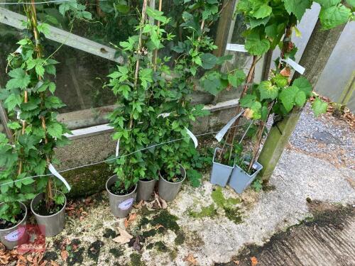 3 X HUMULUS LUPULUS NORDBRAU