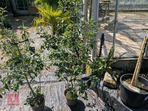 1 X QUERCUS ILEX HOLM OAK