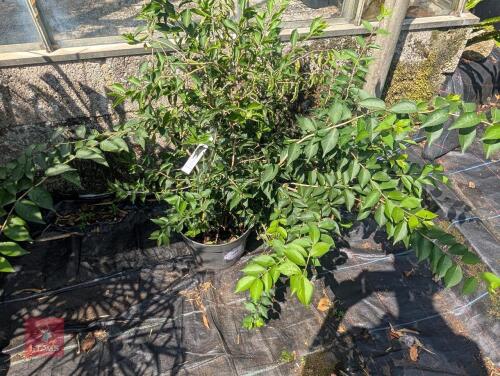 1 X LONICERA MAACKII TREE HONEY SUCKLE