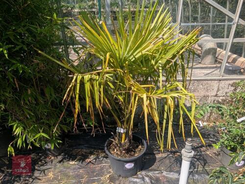 1 X CHAMAEROPS EXCELSA PALM