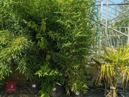 1 X BAMBOO PHYLLOSTACHYS