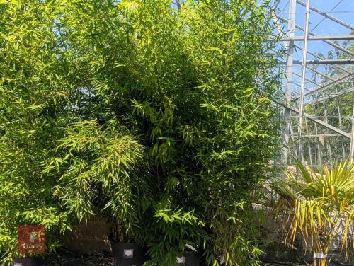 1 X BAMBOO PHYLLOSTACHYS