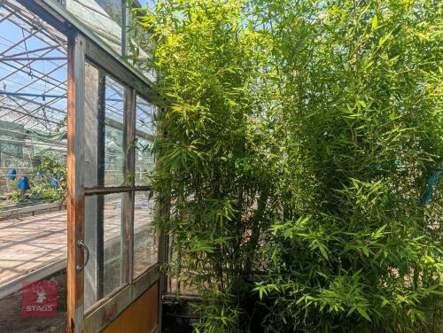 1 X BAMBOO PHYLLOSTACHYS