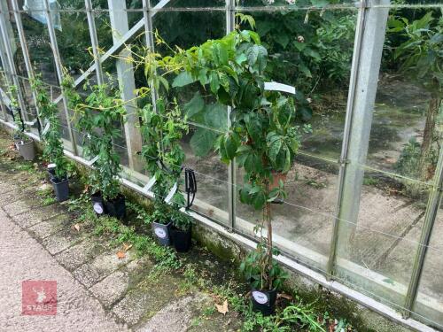1 X VIRGINIA CREEPER