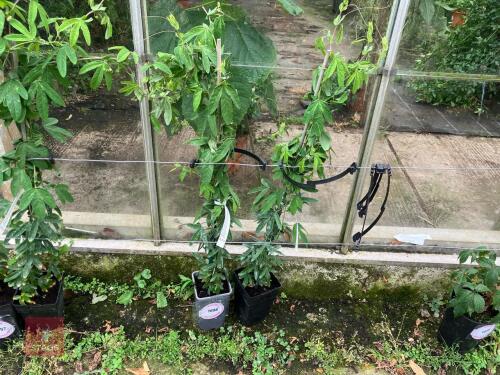 2 X PASSIFLORA NOVA
