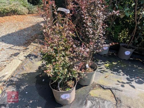 3 X BERBERIS THUNBERGII ATROPURPUREA