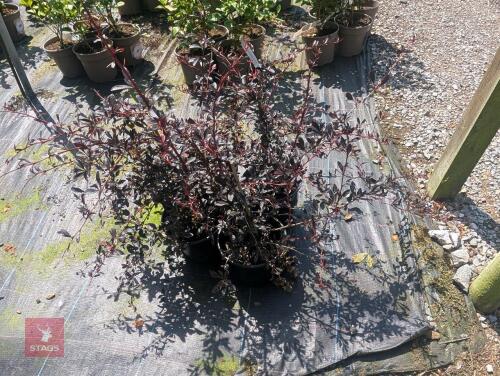 4 X BERBERIS THUNBERGII ATROPURPUREA