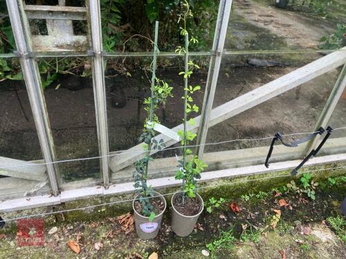 2 X AKEBIA QUINATA ALBA CHOCOLATE VINE