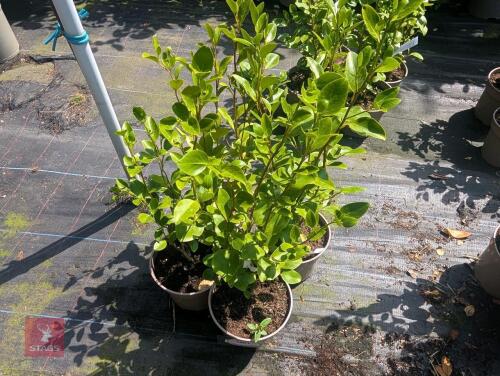 4 X GRISELINIA LITTORALIS